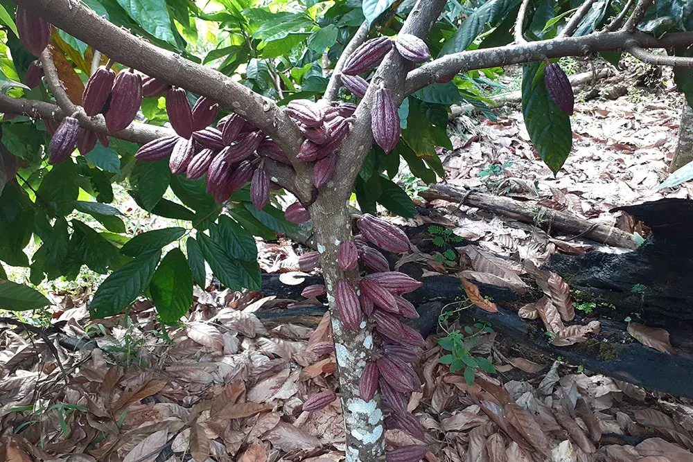 Cacao pods on the tree in the forest