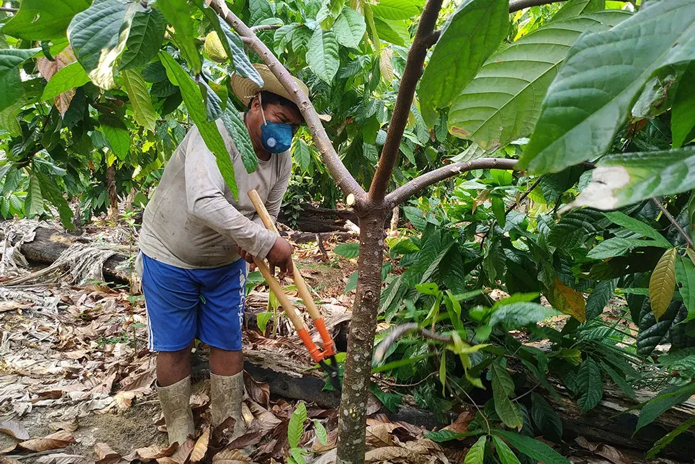A Xikrin farmer tends a cacao tree