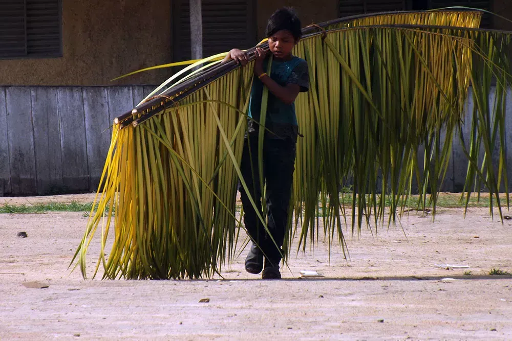 A man carries a palm frond on his back for the roof