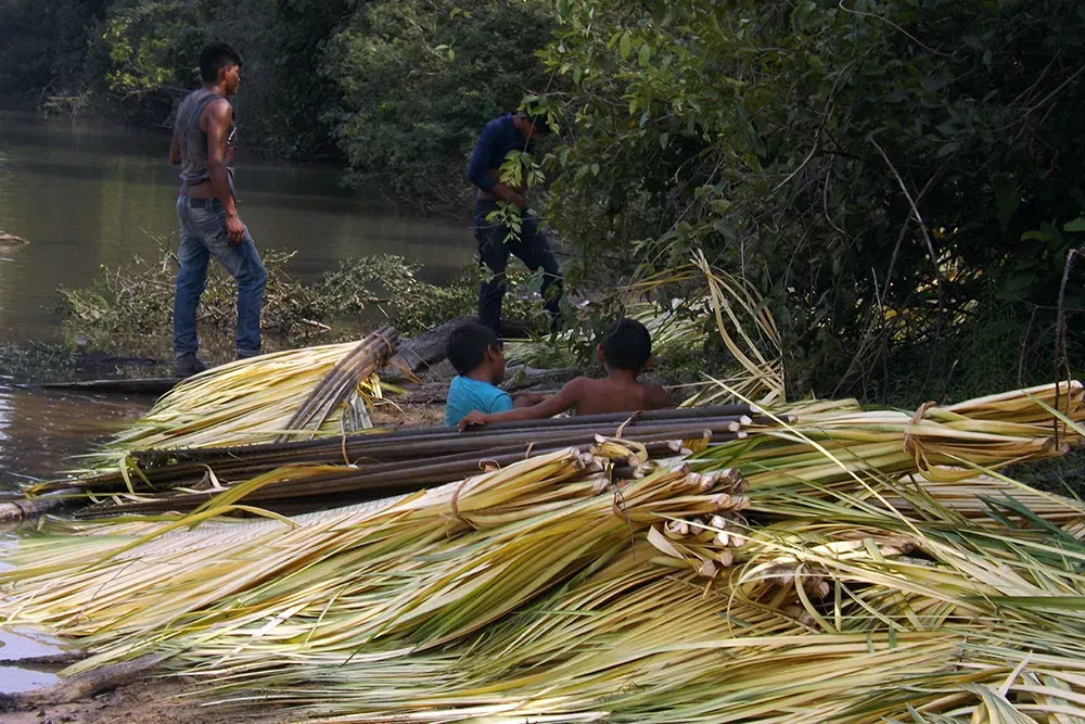 Babassu thatch spread on the ground, ready to be woven