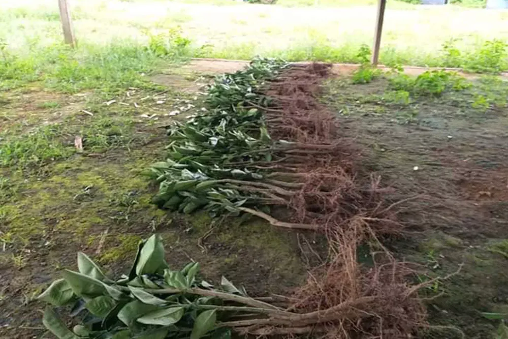 Mudas de plantas cítricas agrupadas na grama, prontas para o plantio
