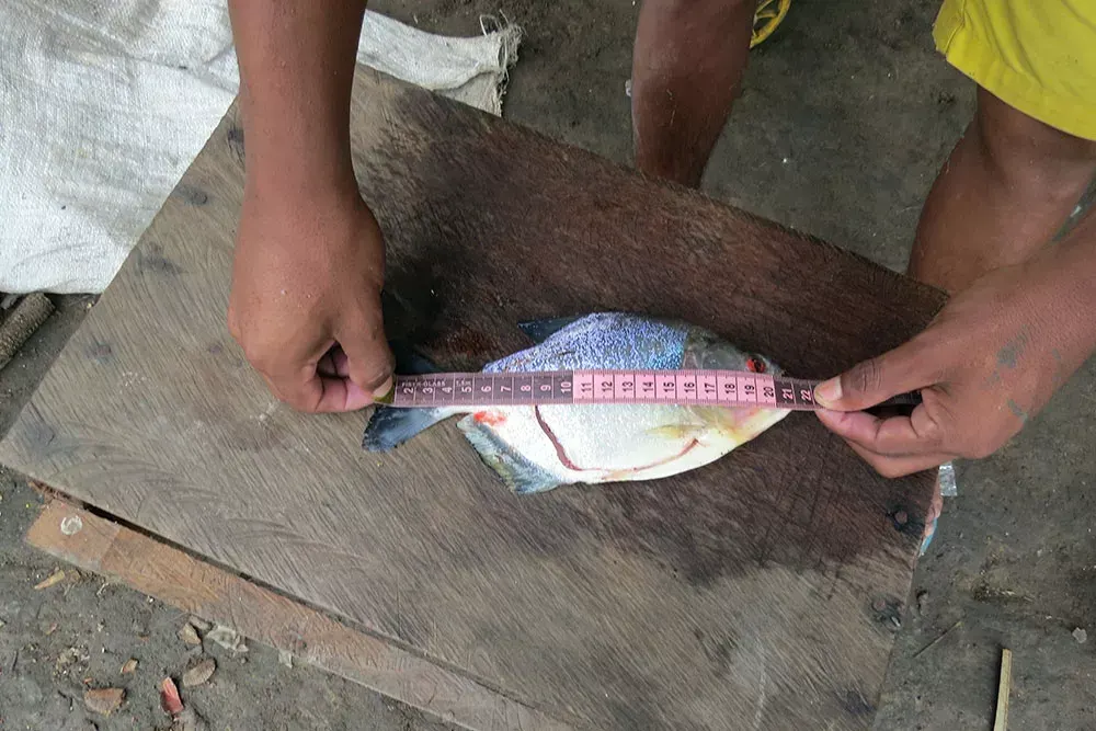 Mãos medem um peixe com fita métrica para o registro