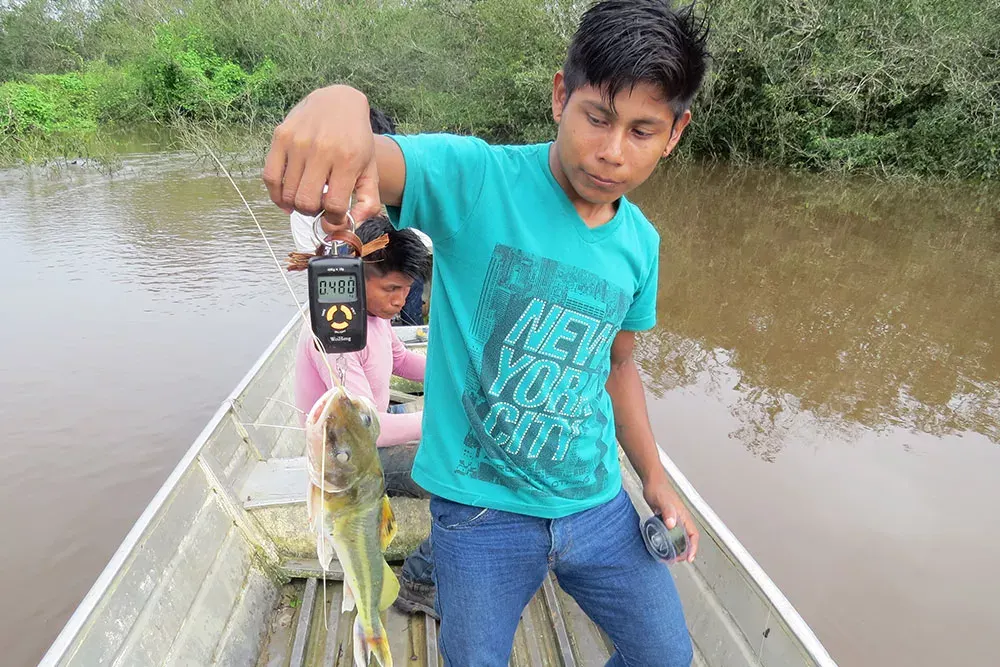 Jovem pesa um peixe com balança de mão, de pé numa canoa no rio